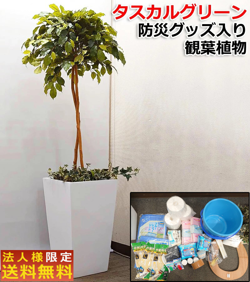 【法人限定送料無料】防災グッズ入り観葉植物 防災セット ベンジャミン 高さ170cm タスカルグリーン 簡易トイレ 光触媒 消臭効果 空気清浄 防カビ 防汚 抗菌 抗ウィルス マイナスイオン 防災対策 災害対策 防災用トイレ 非常用トイレ