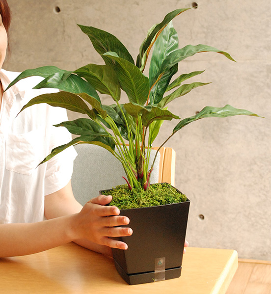 光触媒 観葉植物 フェイクグリーン 人工観葉植物 スパティフィラム 高さ50cm